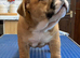 Bulldog puppies for sale