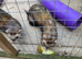 2 pet ferrets with cage and run