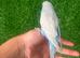 Beautiful baby hand reared budgies