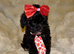XXXS Gorgeous F1 Maltese X Tiny Toy Poodle Maltipoo Black & White Boy Puppy