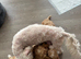 Last Tiny Cavapoochon  Girl &ndash; Big Personality&ndash; F1BB