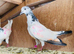 Pigeons Pakistani highflying