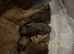 3 beautiful French bulldog puppies