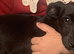 Sad sale of tiny our beautiful little jackrussel cross Yorkie