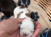 F1 maultipoo puppies