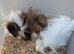 Adorable baby Guinea pig for sale