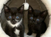 Kittens ready to leave