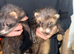 Male ferret