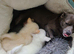 Chihuahua puppies ready now 2 males