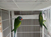 A pair of Lord Derbyans