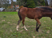 Welsh part bred colt foal