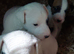 Fell terrier x bedlington whippet