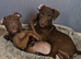 Fully vaccinated female patterdales, working pups