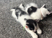 kittens