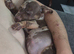 Jack Russell pups
