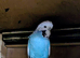 Quality budgies
