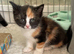 kittens for sale