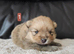 6 beautifull pomeranian baby's