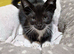 2 male kitten, ip3