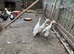 Runner ducks for sale.....................pure white...