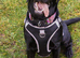 Pet visits SO45 Postcodes
