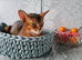 Last two Champion lines Abyssinian kittens