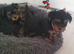 Yorkshire terrier puppies
