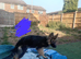 German Shepherd Female Puppy