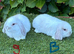 Pure bred mini lops baby rabbits .