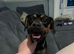 Tillie