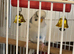 Female budgie for sale