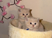 Adorable TICA Registered BSH Kittens