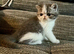 Outstanding Exotic Shorthair Kittens