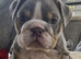 Kc top bloodline British bulldogs