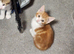 Kittens available