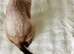 Beautiful Cornish Rex Kittens Looking for Their Loving Forever Homes