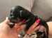 4 x Cavapoochon puppies for sale
