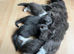 Cute Russian Blues for sale