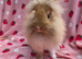 Stunning Ginger lion head boy 11 weeks very tame