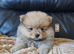 1 pomeranian boy