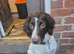 3 year old liver and white female springer spaniel
