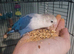 Love bird