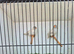 zebra finches