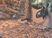 Baby bearded dragons for sale