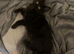Maine coon kittens