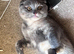 Scottish fold kittens