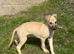 Bedlington whippet puppies
