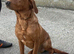 Labrador pups health tested