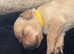 Puppies for sale