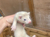Ferrets Kits for sale